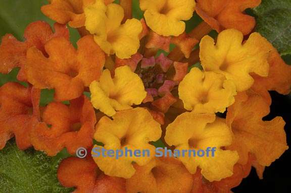 lantana camara 2 graphic